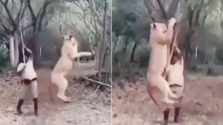 Apple mango: మీరెప్పుడైనా ఇలాంటి మ్యాంగో చూశారా.? గడికోటలో వినూత్నమైన మామిడి..