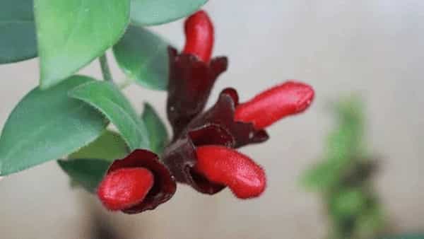 Lipstick plant: అద్భుతం.. వందేళ్ల తర్వాత కనిపించిన అరుదైన లిప్స్టిక్ మొక్క..!