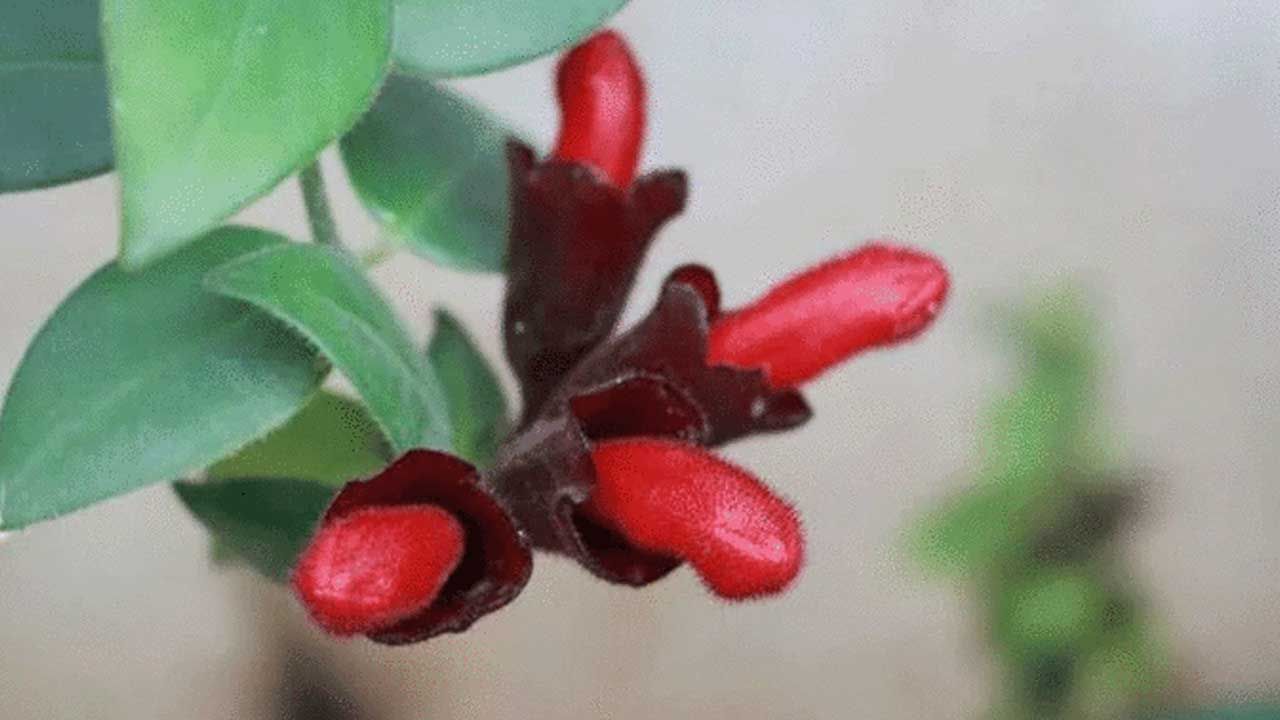 Lipstick plant: అద్భుతం.. వందేళ్ల తర్వాత కనిపించిన అరుదైన లిప్‌స్టిక్‌ మొక్క..!