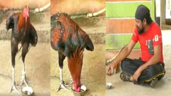 Liquor Addict Rooster: ఈ కోడిపుంజు మద్యానికి బానిస .. మందులేనిదే ముద్ద ముట్టదు.. నెలకి 2వేలు ఖర్చుపెట్టలేనంటున్న యజమాని