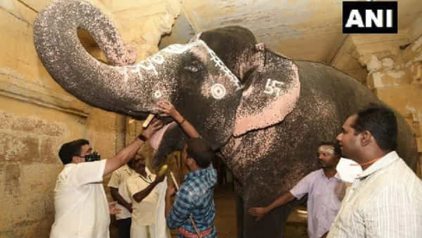 మధురై ఆలయ ఏనుగుకు అస్వస్థత..! చికిత్స కోసం థాయ్లాండ్ నుంచి ఏడుగురు వైద్యుల బృందం..