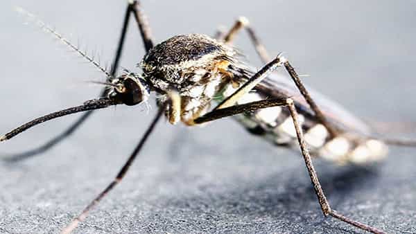 Monsoon-Malaria: సీజనల్ వ్యాధి మలేరియా.. లక్షణాలు.. వ్యాపించకుండా తీసుకోవాల్సిన నివారణ చర్యలు
