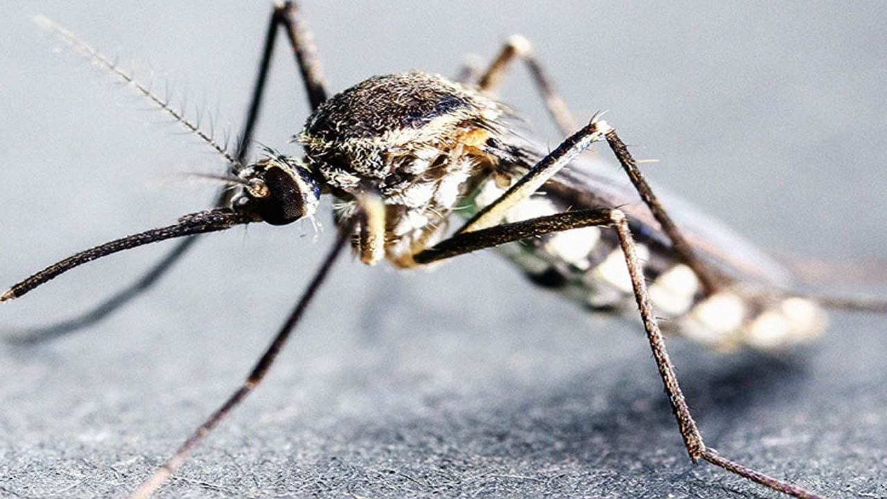 Monsoon-Malaria: సీజనల్ వ్యాధి మలేరియా.. లక్షణాలు.. వ్యాపించకుండా తీసుకోవాల్సిన నివారణ చర్యలు