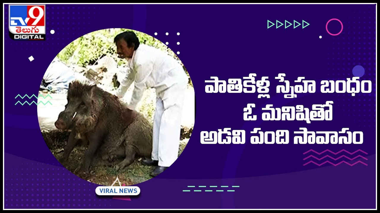 Viral Video: పాతికేళ్ల స్నేహ బంధం.. ఓ మనిషితో అడవి పంది సావాసం.. వైరల్‌ అవుతున్న విచిత్ర బంధం