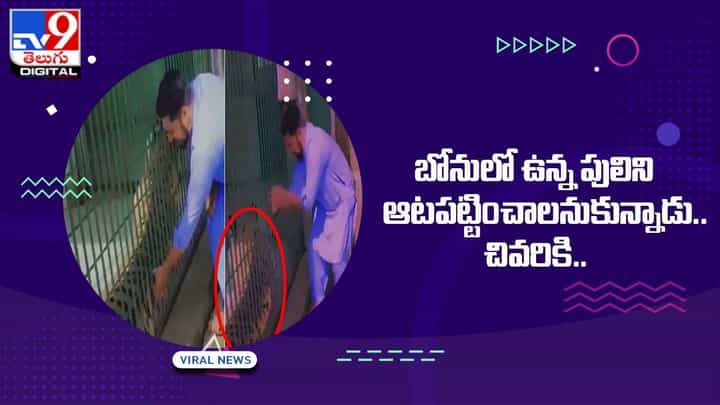 బోనులో ఉన్న పులిని ఆటపట్టించాలనుకున్నాడు !! చివరికి ?? బోనులో ఉన్న పులిని ఆటపట్టించాలనుకున్నాడు !! చివరికి ??