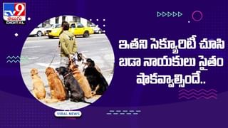 ఈ సింహం పిల్ల గ‌ర్జ‌న ఎంత బాగుందో.. మీరూ వినండి..