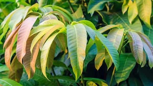 Mango Leaves Benefits: మామిడి ఆకుల పూజకే కాదు.. పోషకాల గని.. షుగర్ పేషేంట్స్కు బెస్ట్ మెడిసిన్..