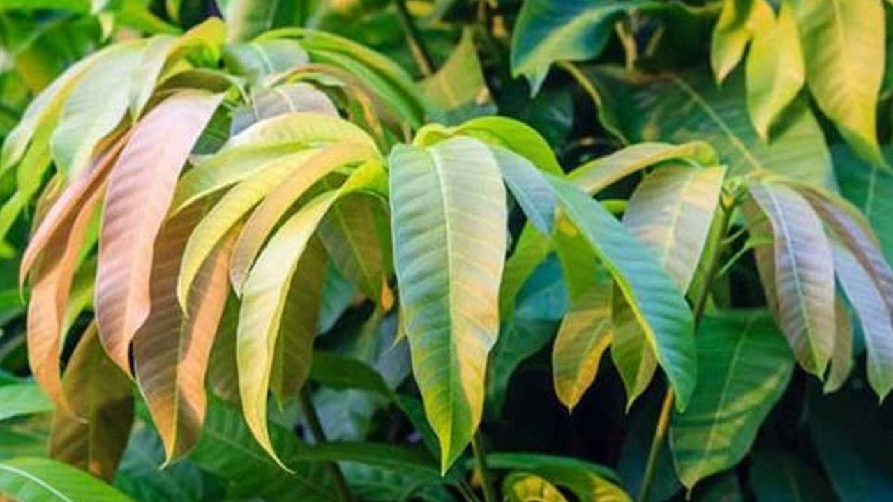 Mango Leaves Benefits: మామిడి ఆకుల పూజకే కాదు.. పోషకాల గని.. షుగర్ పేషేంట్స్‌కు బెస్ట్ మెడిసిన్..