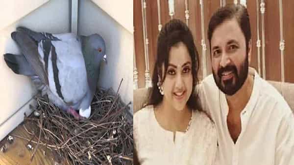 Meena Husband: మీనా భర్త మృతికి పావురాలే కారణం అంటూ షాకింగ్ రీజన్.. పావురాల పెంపకం ప్రాణాంతకమా..
