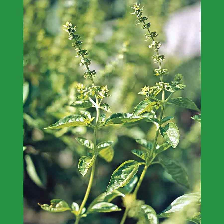 తులసిలో గొప్ప ఔషధ గుణాలు ఉన్నాయి. తులసి ఆకులను నీళ్లలో వేసి మరిగించాలి. అందులో తేనె కలుపుకుని తాగాలి. ఇది మైగ్రేన్ సమస్యను తొలగిస్తుంది.