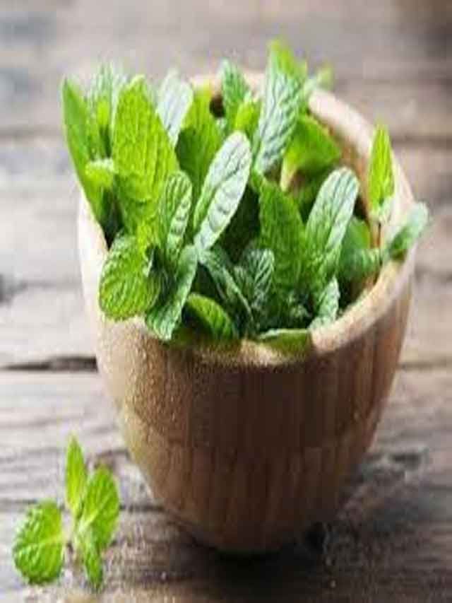 Mint 1
