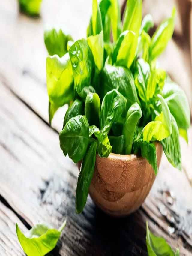 Mint 3