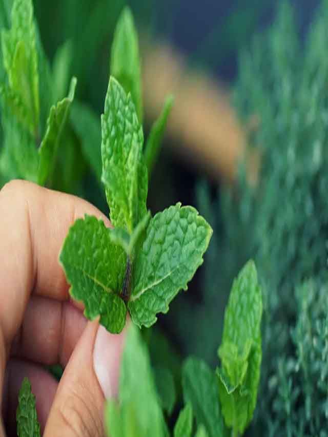 Mint 5