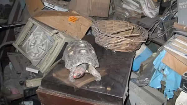 Family’s Pet: తప్పిపోయిన తాబేలు 30ఏళ్లకు ప్రత్యక్షం.. అటకమీదనే ఇంతకాలం..?