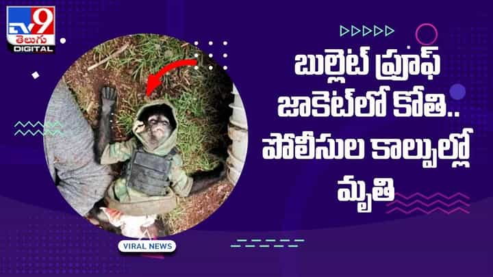 బుల్లెట్ ప్రూఫ్ జాకెట్లో కోతి.. పోలీసుల కాల్పుల్లో మృతి బుల్లెట్ ప్రూఫ్ జాకెట్లో కోతి.. పోలీసుల కాల్పుల్లో మృతి