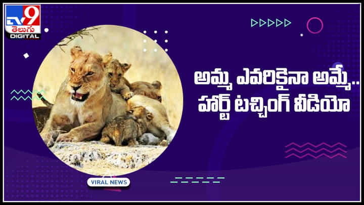 Mother Lion: అమ్మ ఎవరికైనా అమ్మే... నెట్టింట వైరల్ అవుతున్న హార్ట్ టచ్చింగ్ వీడియో.. Mother Lion: అమ్మ ఎవరికైనా అమ్మే... నెట్టింట వైరల్ అవుతున్న హార్ట్ టచ్చింగ్ వీడియో..