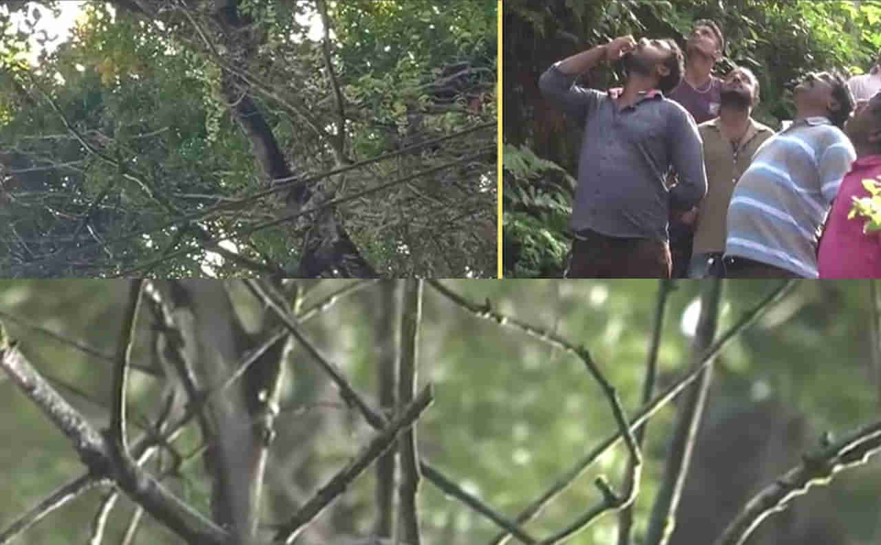 Viral: వారాల తరబడి మిస్టరీ చెట్టు నుంచి వర్షం.. ఆశ్యర్యపోతున్న జనం.. రంగంలోకి అధికారులు