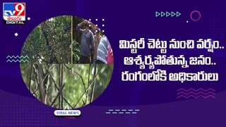 Viral Video: ఇదెక్కడి మాస్ రివేంజ్ మావ !! అమ్మాయిని ఎగిరి తన్నిన కొండముచ్చు..