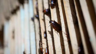 US Patriot Front: అమెరికాలో భారీ కుట్రను భగ్నం చేసిన పోలీసులు.. 31 మంది అరెస్ట్..