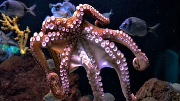 Octopus Facts: ఈ జీవికి 3 గుండెలు.. 9 మెదడులు.. దీని ప్రత్యేకతలు వింటే ఆశ్చర్యపోతారు..!