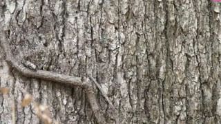 Video viral: ఆఫీసుకెళ్తున్న ఆవు, సీరియస్‌గా సిస్టమ్‌ వర్క్‌ చేసుకుంటోంది.. వీడియో చూస్తే అవాక్కే!