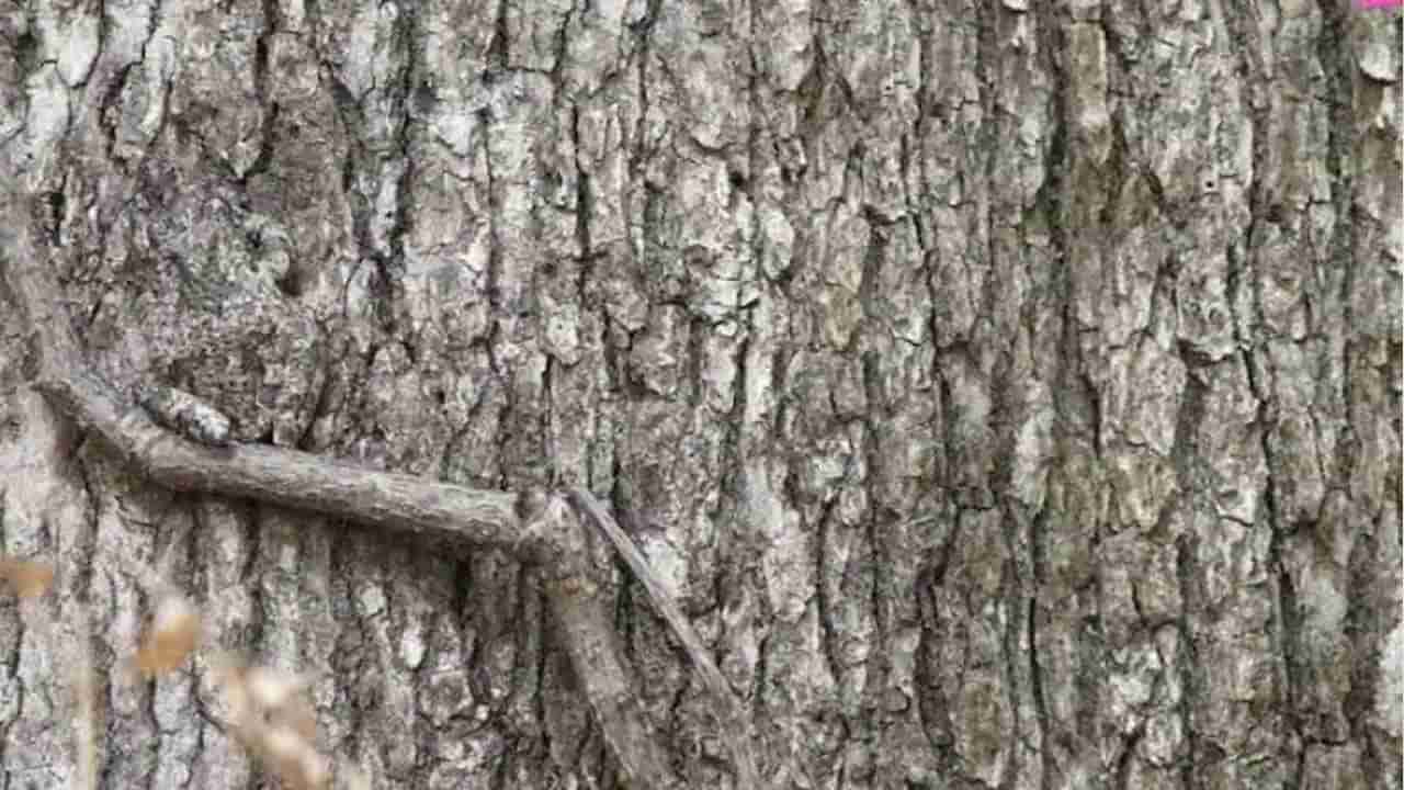 Optical Illusion: చెట్టు కొమ్మపై ఉన్న కప్పను గుర్తు పట్టారా.. కనిపెడితే మీరు జీనియస్.. ఈ రూల్స్ మరిచిపోవద్దు సుమీ..