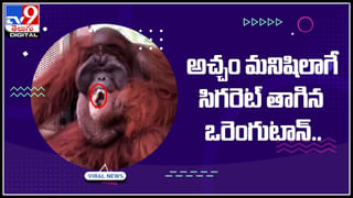 Dog Birthday: శునకం పుట్టినరోజు వేడుకలు.. 5 వేలమంది భారీ విందు.. చుస్తే ఓ మై డాగ్ అనాల్సిందే..