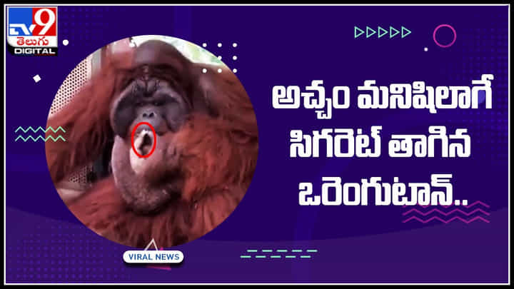 Orangutan smoking: అచ్చం మనిషిలాగే సిగరెట్ తాగిన ఒరెంగుటాన్.. వైరల్ అవుతున్న వీడియో.. Orangutan smoking: అచ్చం మనిషిలాగే సిగరెట్ తాగిన ఒరెంగుటాన్.. వైరల్ అవుతున్న వీడియో..