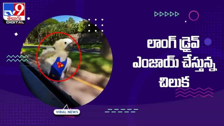 లాంగ్ డ్రైవ్ ఎంజాయ్ చేస్తున్న చిలుక !! నెట్టింట వైరల్ అవుతున్న వీడియో లాంగ్ డ్రైవ్ ఎంజాయ్ చేస్తున్న చిలుక !! నెట్టింట వైరల్ అవుతున్న వీడియో
