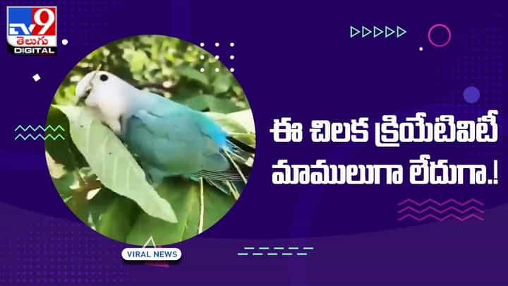 ఈ చిలక క్రియేటివిటీ మాములుగా లేదుగా.. గూడు నిర్మాణం కోసం ఏం చేసిందో తెలిస్తే !! ఈ చిలక క్రియేటివిటీ మాములుగా లేదుగా.. గూడు నిర్మాణం కోసం ఏం చేసిందో తెలిస్తే !!