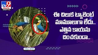 చేపల వలలో చిక్కుకున్న కింగ్ కోబ్రా.. రక్షించి నీళ్లు తాగించి..