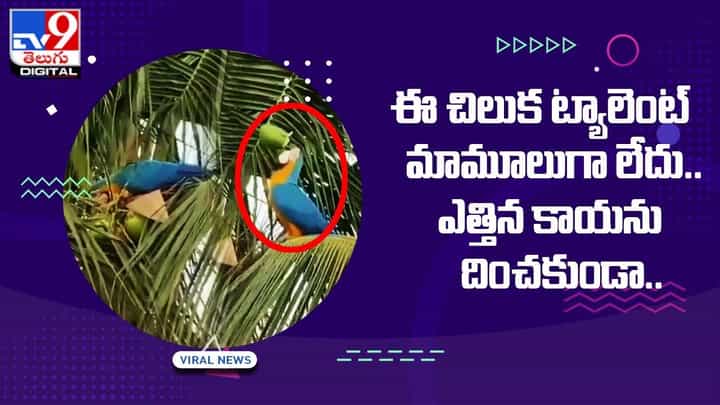 ఈ చిలుక ట్యాలెంట్ మామూలుగా లేదు.. ఎత్తిన కాయను దించకుండా.. ఈ చిలుక ట్యాలెంట్ మామూలుగా లేదు.. ఎత్తిన కాయను దించకుండా..