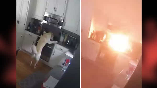 Pet dog : ఓరి దేవుడో.. వంటనేర్చిన కుక్క, ఇళ్లంతా తగలబెట్టింది.. వీడియో చూస్తే షాకే