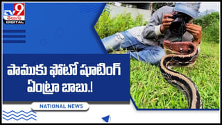 Dogs Playing Video: దమ్ముంటే మాతో వాలీబాల్ ఆడండి..! నెట్టింట దుమ్ము లేపుతున్న వీడియో..