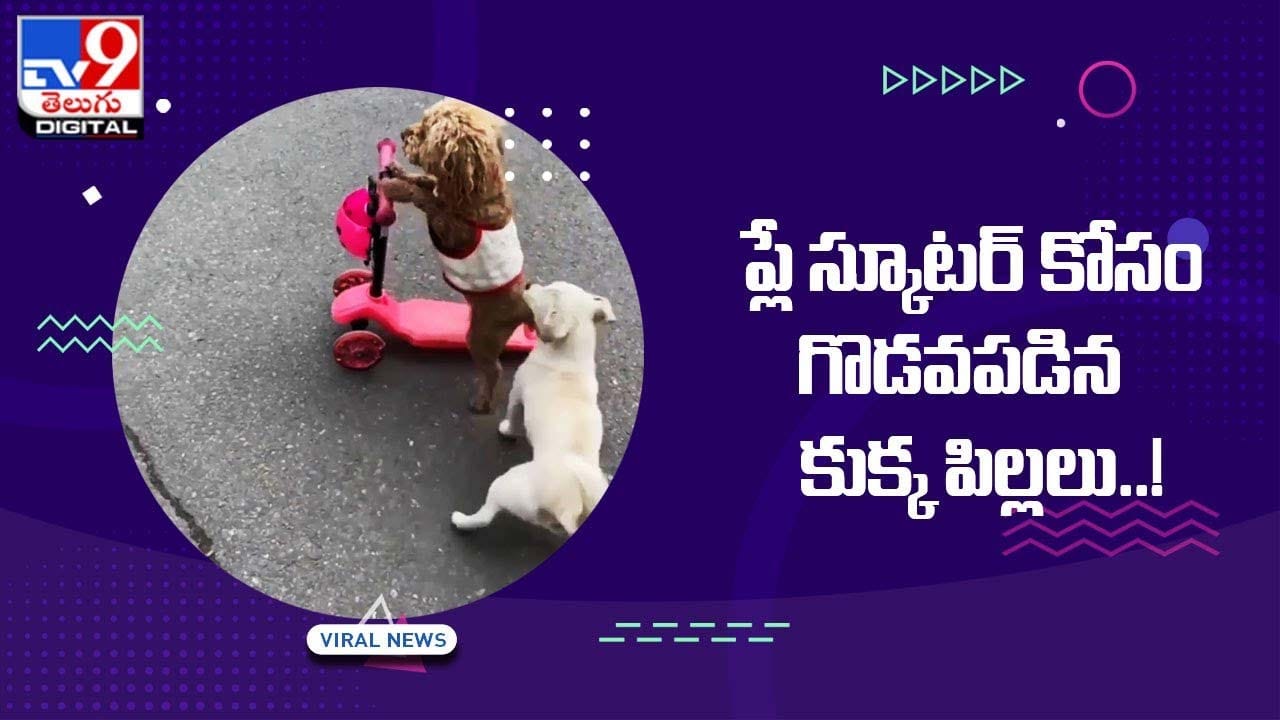 Viral Video: ప్లే స్కూటర్ కోసం గొడవపడిన కుక్క పిల్లలు !!