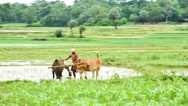 pm kisan: పదకొండో విడత డబ్బులు రాలేదా.. అయితే ఇలా ఫిర్యాదు చేయండి..!