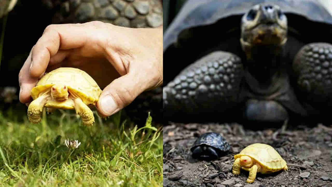Rare Tortoise: ప్రపంచంలోనే మొట్టమొదటి అరుదైన తాబేలు.. ఎక్కడ పుట్టింది.. దాని ప్రత్యేకత ఏమిటో తెలుసుకోండి