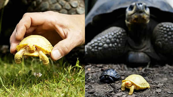 Rare Tortoise: ప్రపంచంలోనే మొట్టమొదటి అరుదైన తాబేలు.. ఎక్కడ పుట్టింది.. దాని ప్రత్యేకత ఏమిటో తెలుసుకోండి