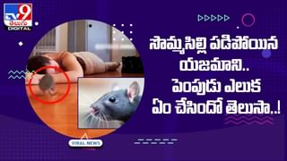 అరెరే..ఎంత పని అయ్యింది.. లాలిపాప్ కోసం బుజ్జి కుక్క పిల్ల ఏం చేసిందో తెలుసా ??