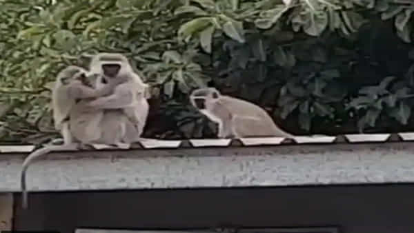 Video viral: మనుషులకే కాదు, మాకూ ఫీలింగ్స్ ఉంటాయ్.. మూగప్రేమకు నెటిజన్లు ఫిదా! వీడియో చూస్తే మీరుకూడా..!!
