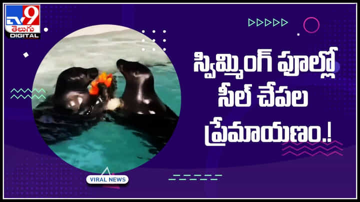 Romace in Water: స్విమ్మింగ్ ఫుల్లో సీల్ చేపల ప్రేమయాణం.! చుస్తే వావ్ అనాల్సిందే..! వైరల్ అవుతున్న వీడియో.. Romace in Water: స్విమ్మింగ్ ఫుల్లో సీల్ చేపల ప్రేమయాణం.! చుస్తే వావ్ అనాల్సిందే..! వైరల్ అవుతున్న వీడియో..