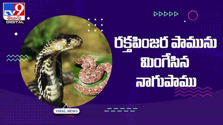 రక్తపింజర పామును మింగేసిన నాగుపాము !! వైజాగ్లో హడలెత్తించిన ఘటన రక్తపింజర పామును మింగేసిన నాగుపాము !! వైజాగ్లో హడలెత్తించిన ఘటన