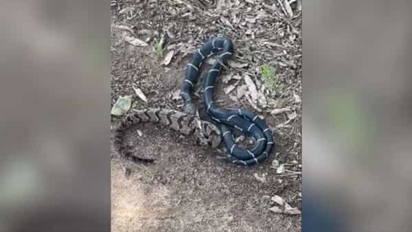 Viral Video: వామ్మో.. భారీ పామును మింగేసిన మరోపాము.. వీడియో చూస్తే వణికిపోవాల్సిందే..