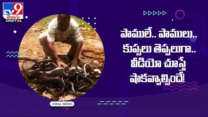 పాములే.. పాములు.. కుప్పలు తెప్పలుగా.. వీడియో చూస్తే షాకవ్వాల్సిందే !! పాములే.. పాములు.. కుప్పలు తెప్పలుగా.. వీడియో చూస్తే షాకవ్వాల్సిందే !!