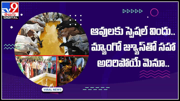 Special food for Cows: ఆవులకు స్పెషల్ విందు.. మ్యాంగో జ్యూస్తో సహా అదిరిపోయే మెనూ.. Special food for Cows: ఆవులకు స్పెషల్ విందు.. మ్యాంగో జ్యూస్తో సహా అదిరిపోయే మెనూ..