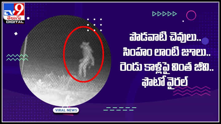 Viral Video: సింహం జూలుతో రెండు కాళ్లపై తిరిగిన వింత జీవి.. కెమెరాకు చిక్కిన వీడియో వైరల్.. Viral Video: సింహం జూలుతో రెండు కాళ్లపై తిరిగిన వింత జీవి.. కెమెరాకు చిక్కిన వీడియో వైరల్..