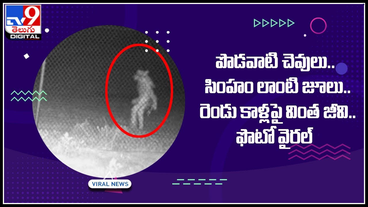 Viral Video: సింహం జూలుతో రెండు కాళ్లపై తిరిగిన వింత జీవి.. కెమెరాకు చిక్కిన వీడియో వైరల్..