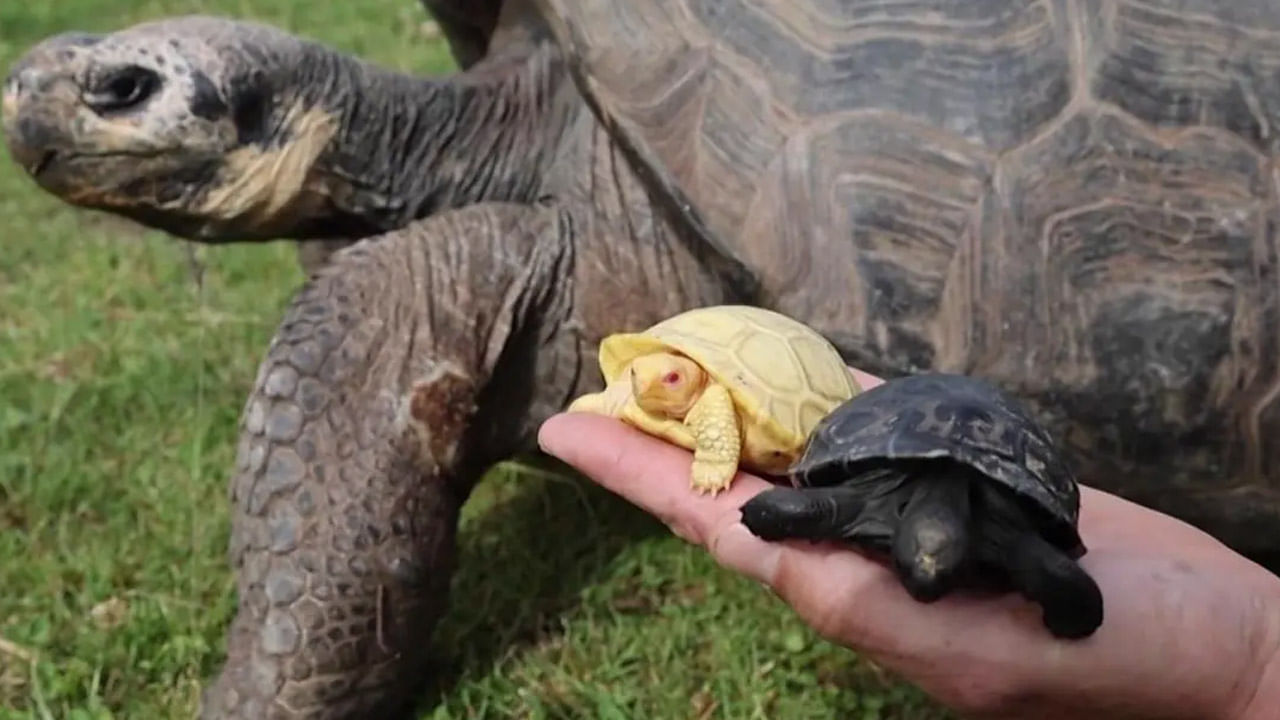 Rare Tortoise: జూలో పుట్టిన అరుదైన తాబేలు.. ప్రపంచంలోనే మొదటిసారి..!