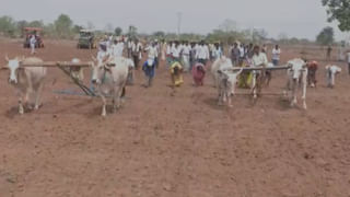 Rare Tortoise: ప్రపంచంలోనే మొట్టమొదటి అరుదైన తాబేలు.. ఎక్కడ పుట్టింది.. దాని ప్రత్యేకత ఏమిటో తెలుసుకోండి