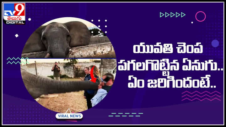 Elephant: యువతి చెంప పగలగొట్టిన ఏనుగు.. అసలు ఏం జరిగిందంటే..? Elephant: యువతి చెంప పగలగొట్టిన ఏనుగు.. అసలు ఏం జరిగిందంటే..?